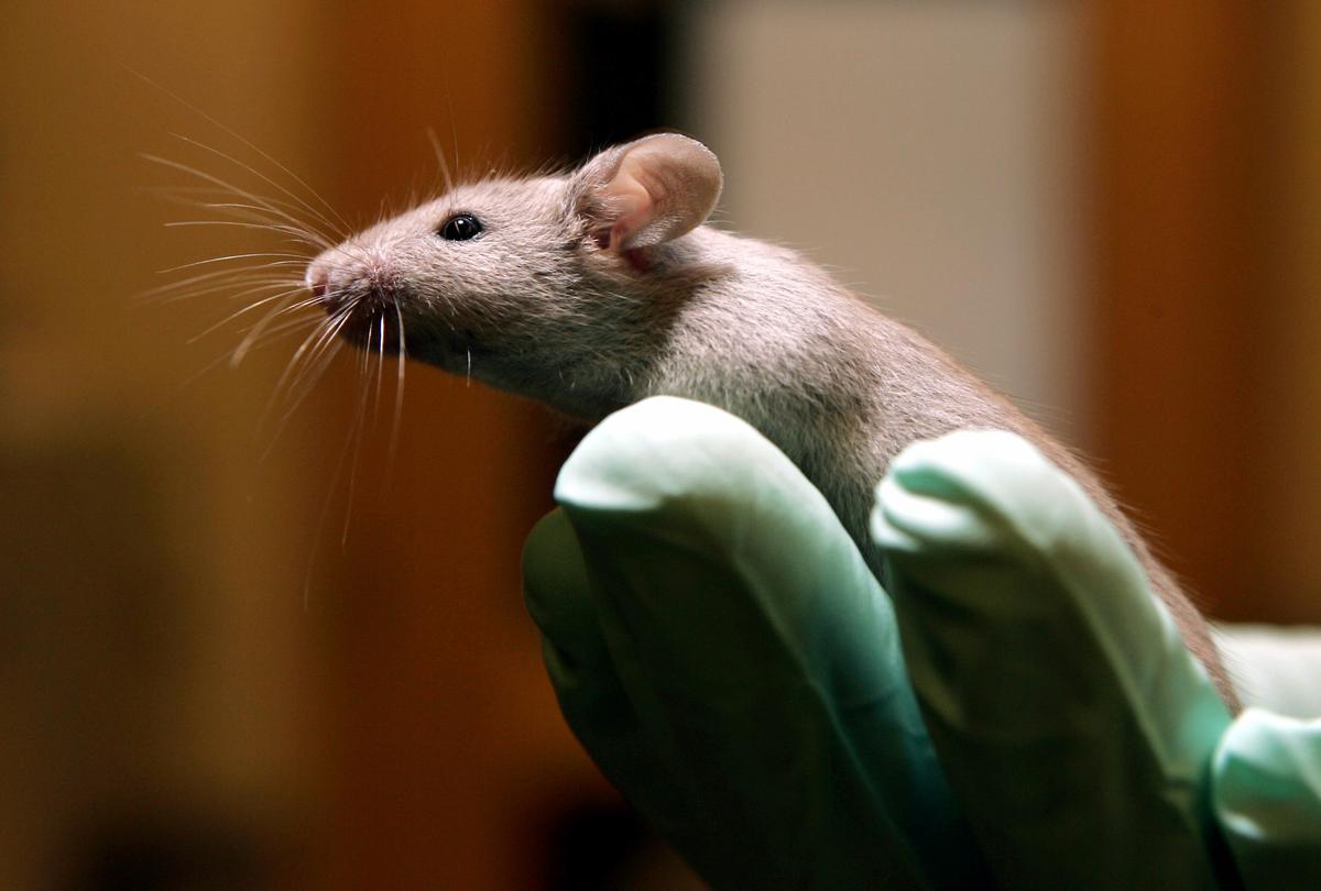 What is ethical animal research? A scientist and veterinarian explain