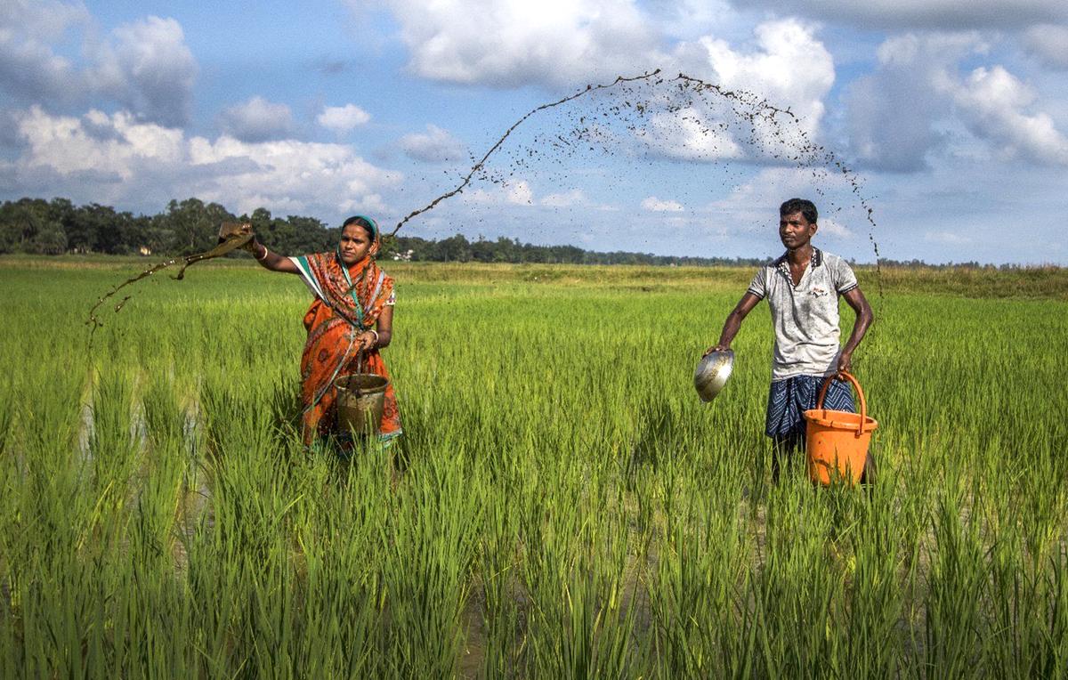 In the financial year of 2023-24, the women farmers of Aamon produced about 800 tonnes of six indigenous varieties of paddy that got them a turnover of about ₹3 crore.