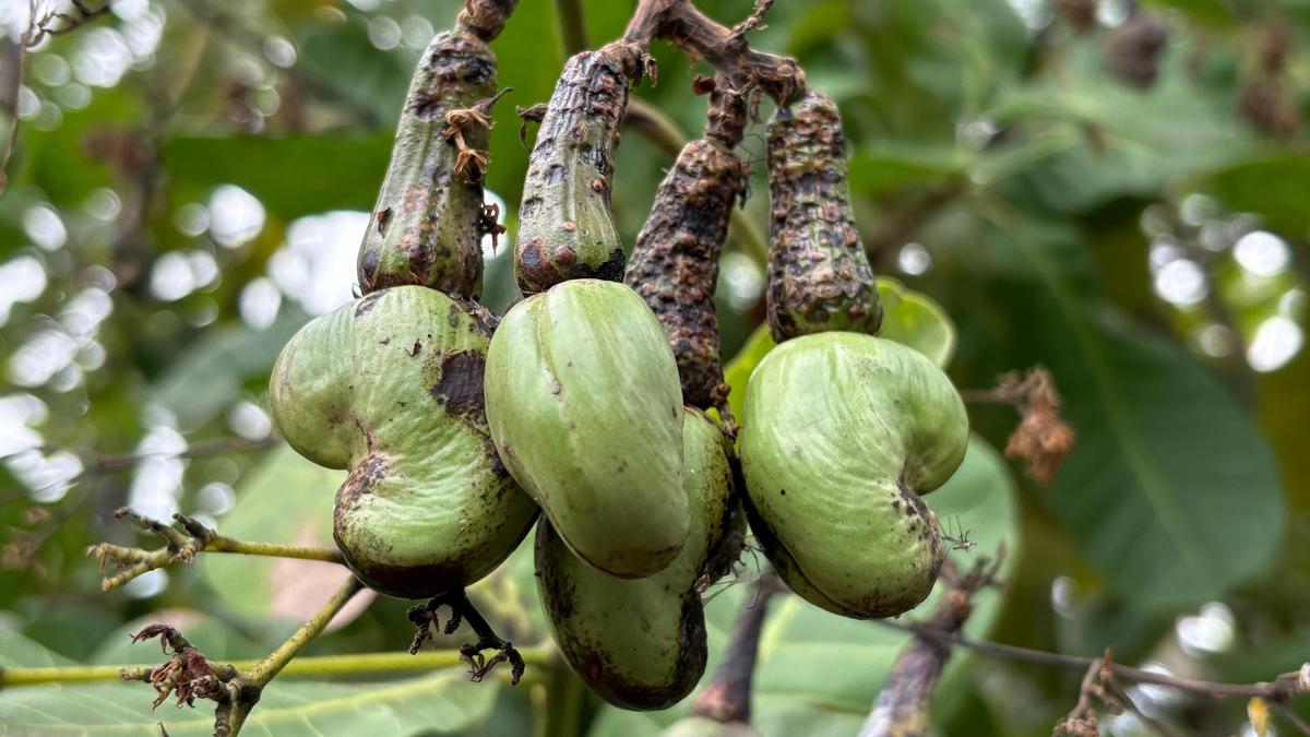 Unseason rain, pest attack hits cashew yield in Nagapattinam district
