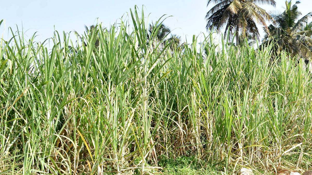 Sugarcane farmers to protest against the government of Karnataka over settlement of arrears and lack of uniform payments