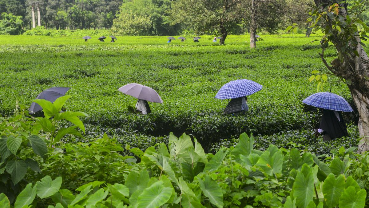 Tea garden workers protest over bonus; management releases first instalment