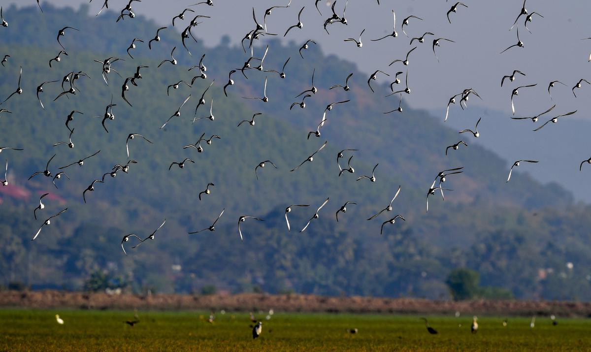 A flock of godwits taking off in Mangalajodi, northeastern edge of Chilika Lake in Odisha.