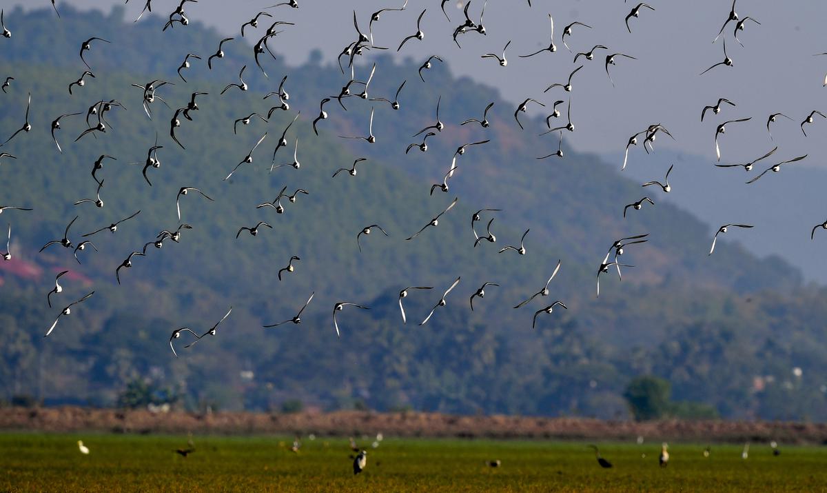 A flock of deities take flight at Mangalajodi, the northeastern end of Chilika Lake in Orissa.