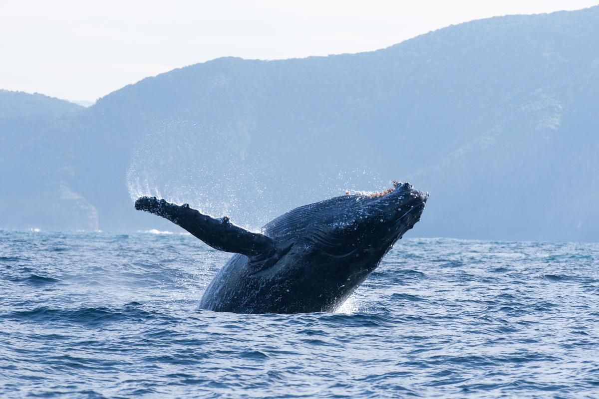 A humpback whale breaches. (Credit: Silverback Films and Open Planet Studios/Steve Benjamin) A humpback whale breaches. (Credit: Silverback Films and Open Planet Studios/Steve Benjamin)