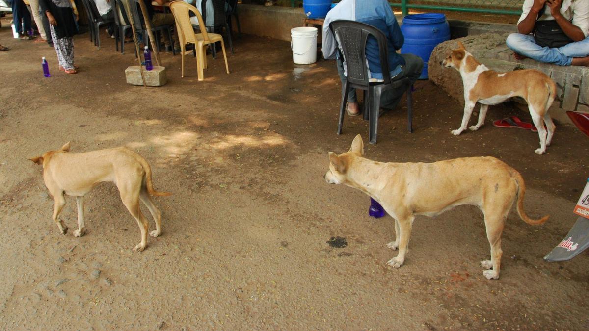 Mandya DC’s strategy to tackle stray dog menace: Sterilisation, better waste management