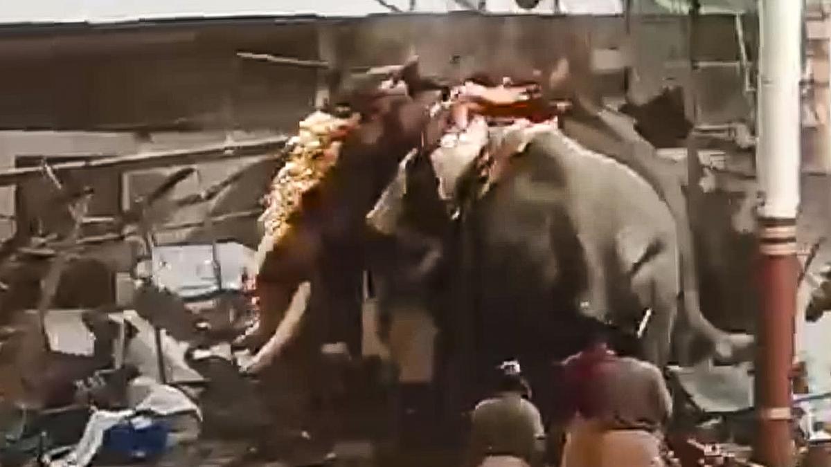 Captive elephant involved in Kozhikode temple tragedy was close to musth, reveals report