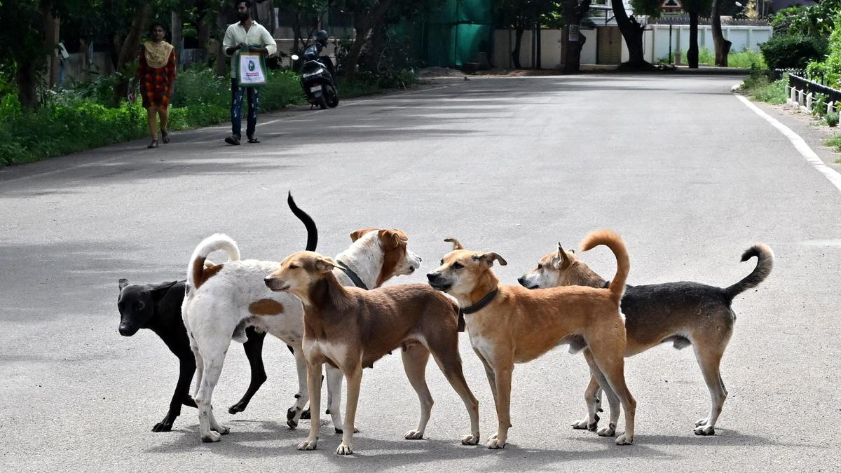 Coimbatore Corporation to identify space to build dog shelters as part of plan to remove dogs from public spaces