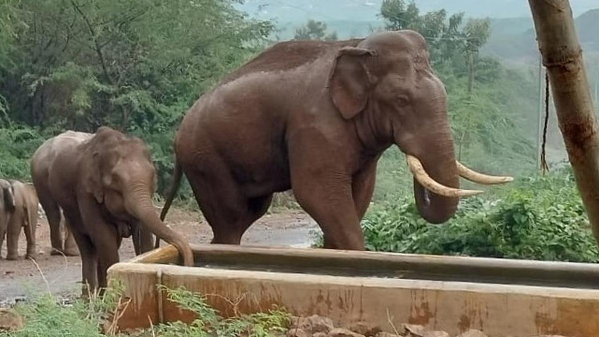 Instances of elephants entering villages expected to reduce as rain recharges natural waterbodies