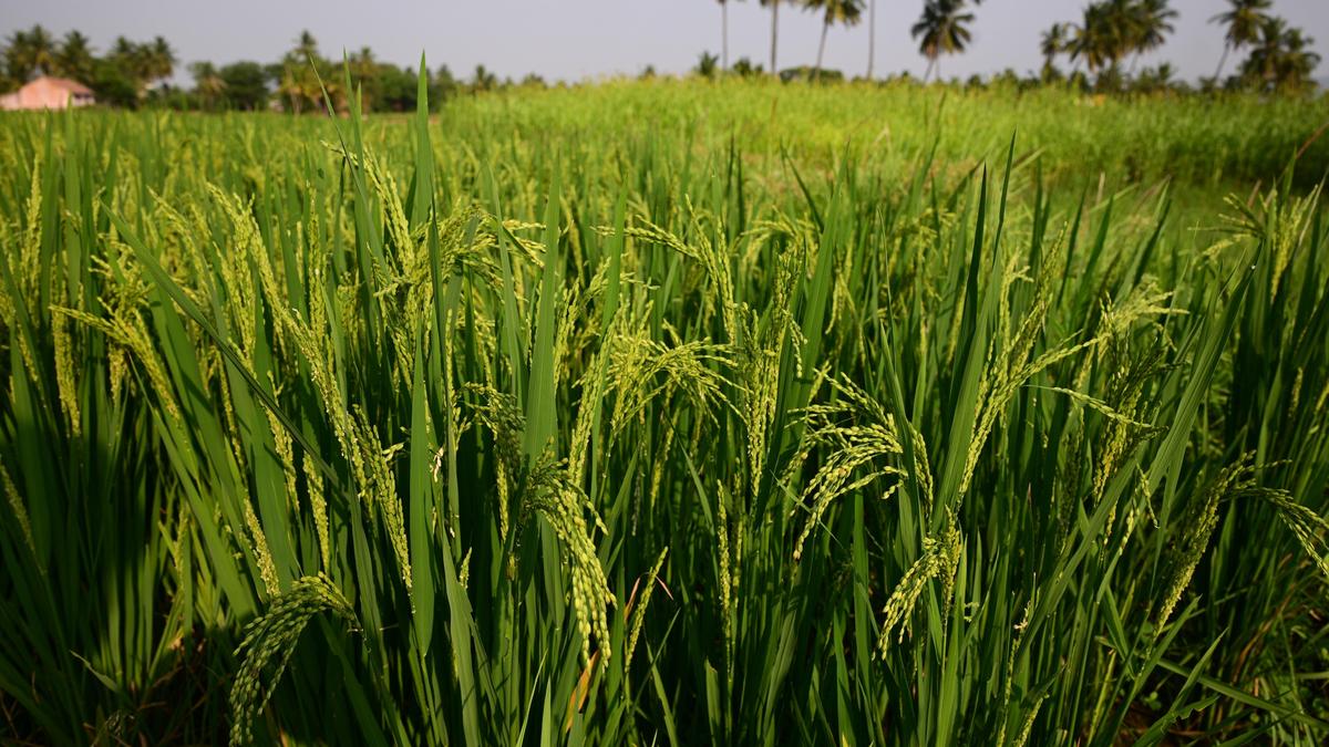T.N. election: Even as parties promise host of schemes, farmers worried about future of agriculture