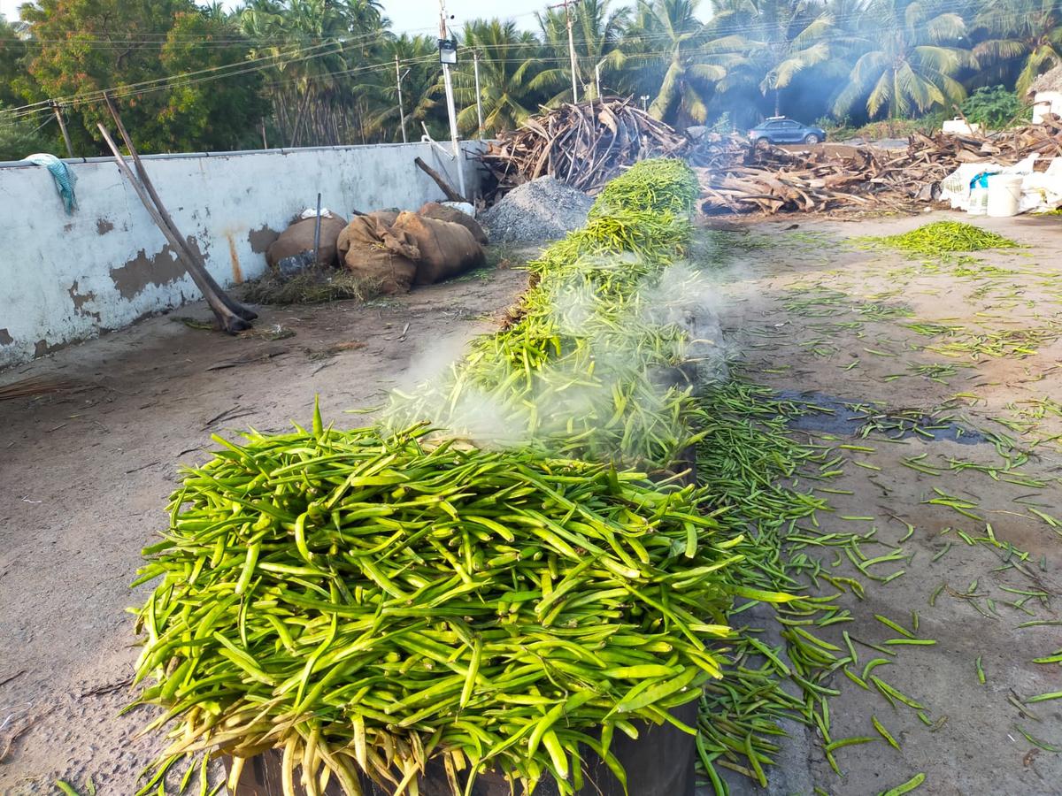 Cluster beans being steamed at S.B. Cottage Industries, in Boliyamanur, Dindigul district. 