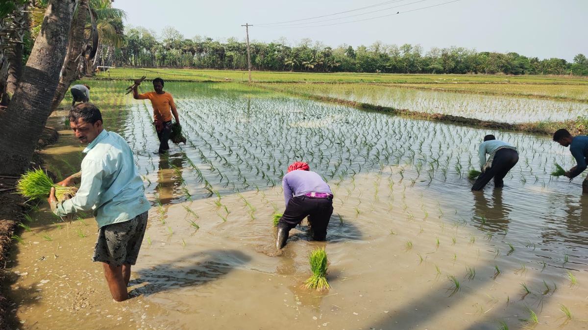 Farm workers from West Bengal are sought after for their efficient paddy transplantation work