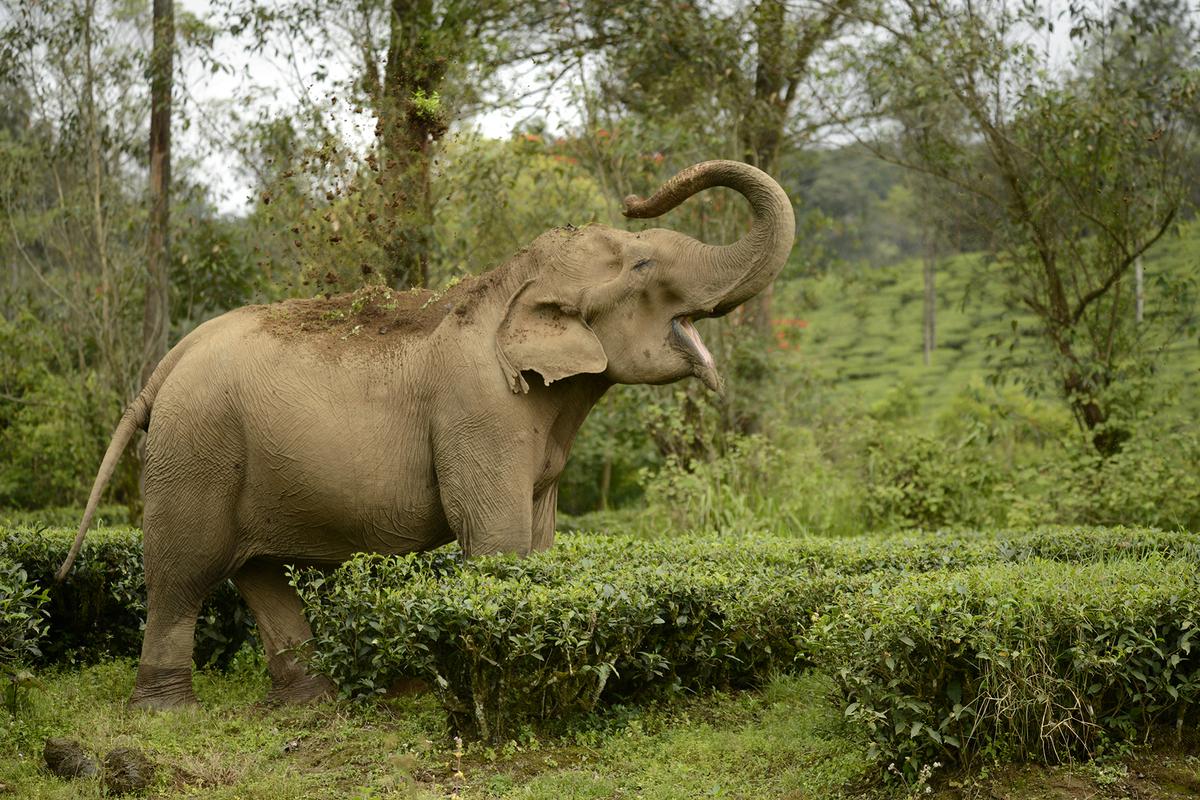 Monica, the chilled-out Elephant of Valparai - The Hindu