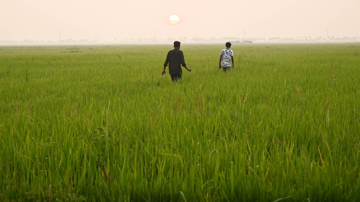 Puncha harvest set to begin in Kuttanad next week