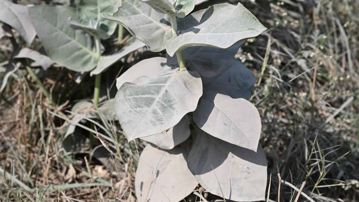 How crushed stone could help fight climate change