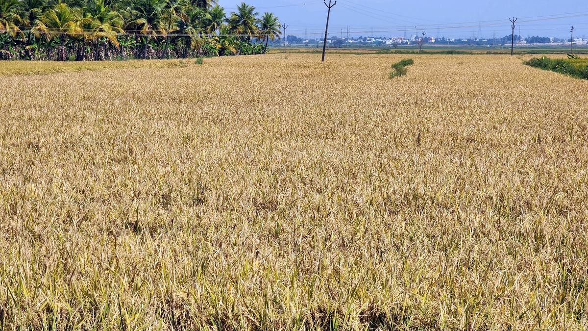 Paddy harvest begins in Athoor region