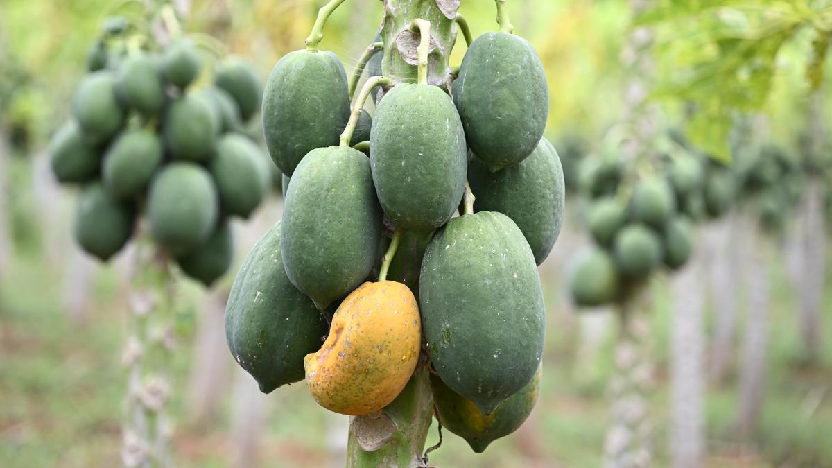 To avoid losses, farmers sell raw and ripe papayas; Telangana supply exported to other States