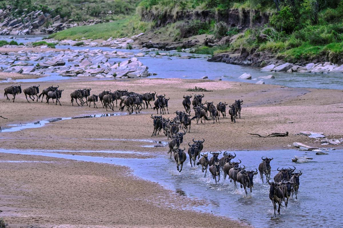 Wilbeeests spływają przez piaszczystą rzekę rzeki Sand, gdy wchodzą do Kenii Masai Mara Reserve z Parku Narodowego Serengeti w Tanzanii na początku corocznej migracji Gnucie spotykają się przez piaszczystą rzekę rzeki, gdy wchodzą do Kenii Masai Mara Reserve z Parku Narodowego Serengeti w Tanzanii podczas rozpoczęcia corocznej migracji