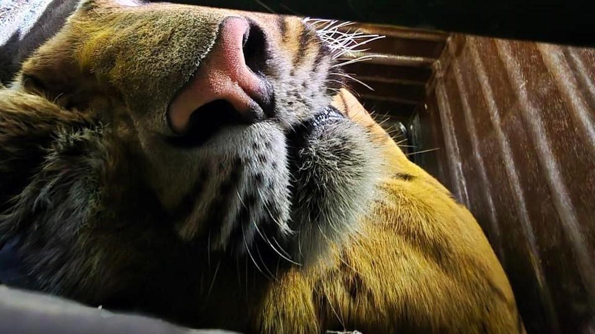 Tadoba tiger’s conduct, health meet NTCA protocol for rehabilitation in natural habitat