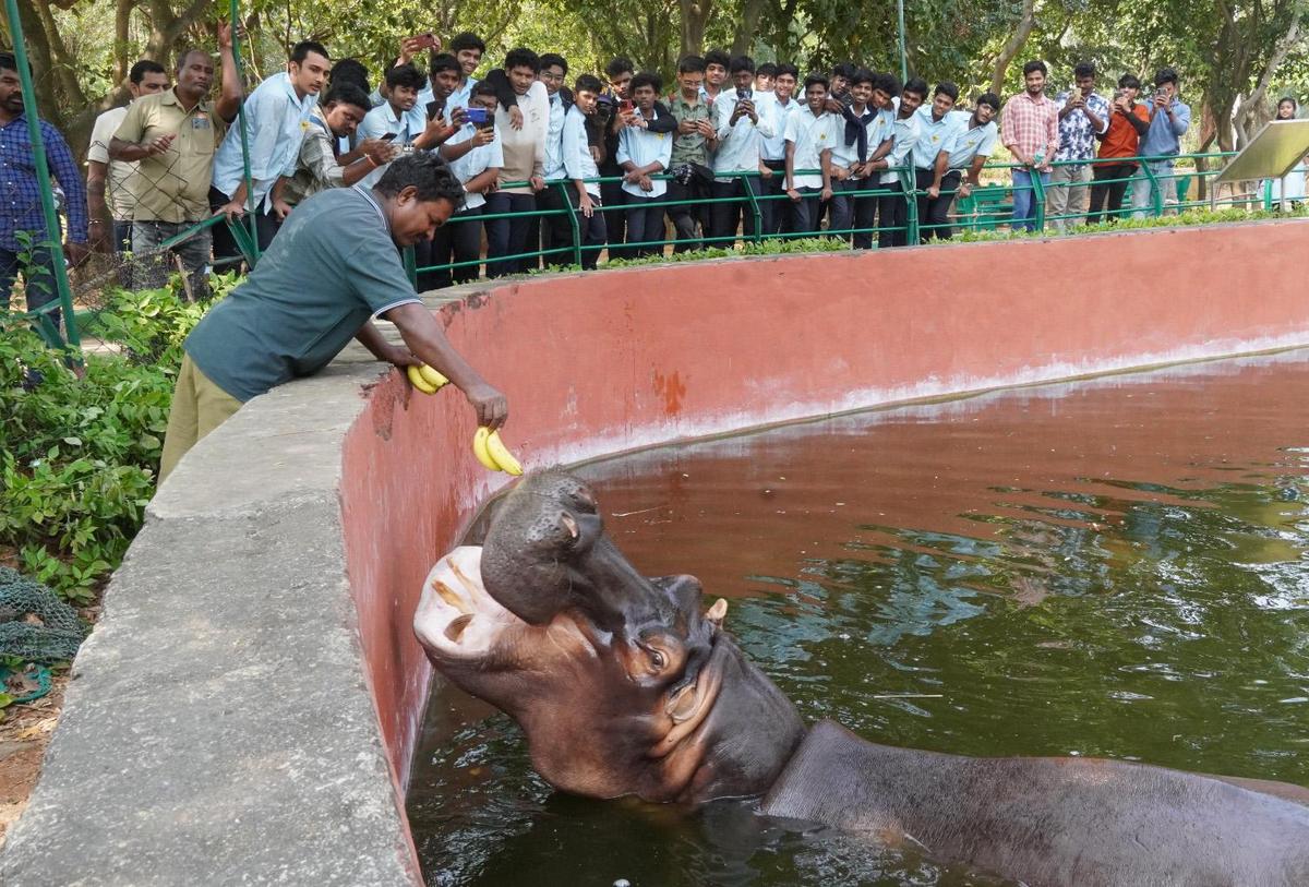 विशाखापत्तनम के इंदिरा गांधी प्राणी उद्यान में पशुपालक दरियाई घोड़े को उसके बाड़े में फल प्रदान करता है।