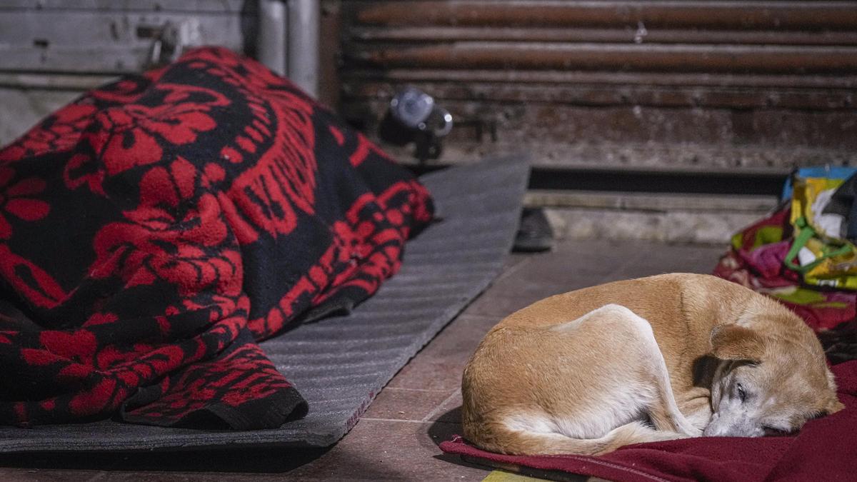 MCD marks 16 of 735 identified feeding spots for stray dogs