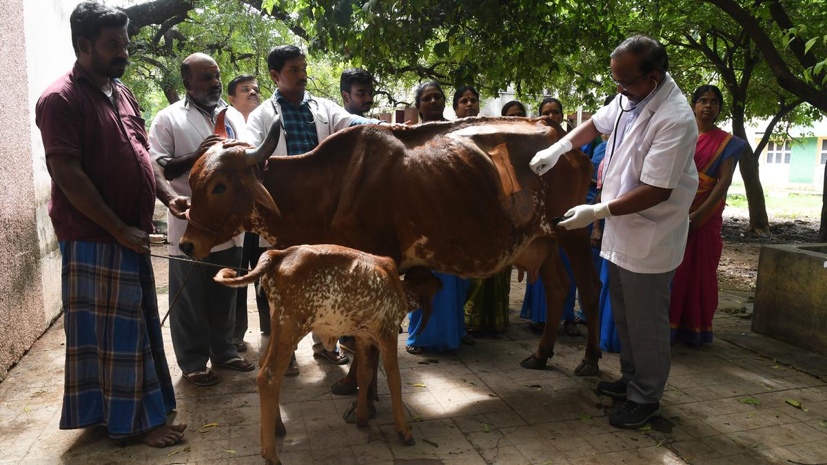 Surgeons remove 60 kg of foreign particles from cow’s intestine - The Hindu