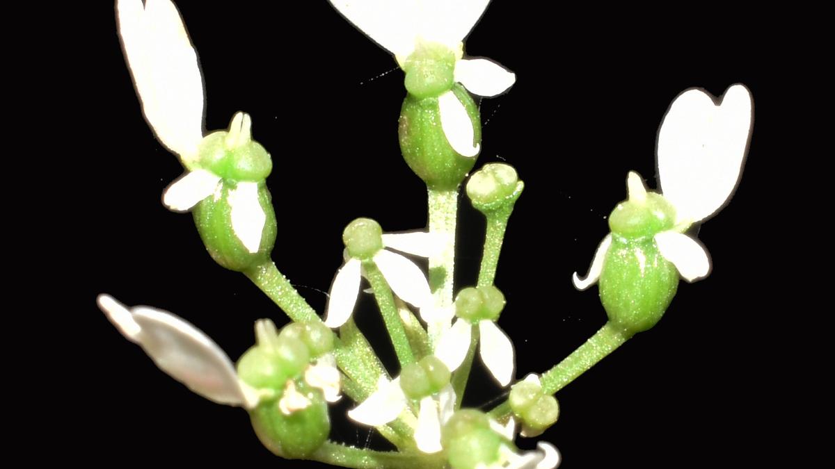 https://th-i.thgim.com/public/incoming/mwz5vk/article69777340.ece/alternates/LANDSCAPE_1200/plant.jpg