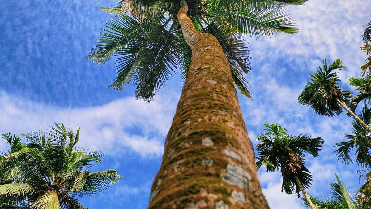 Kuttiyadi coconut vying for GI tag