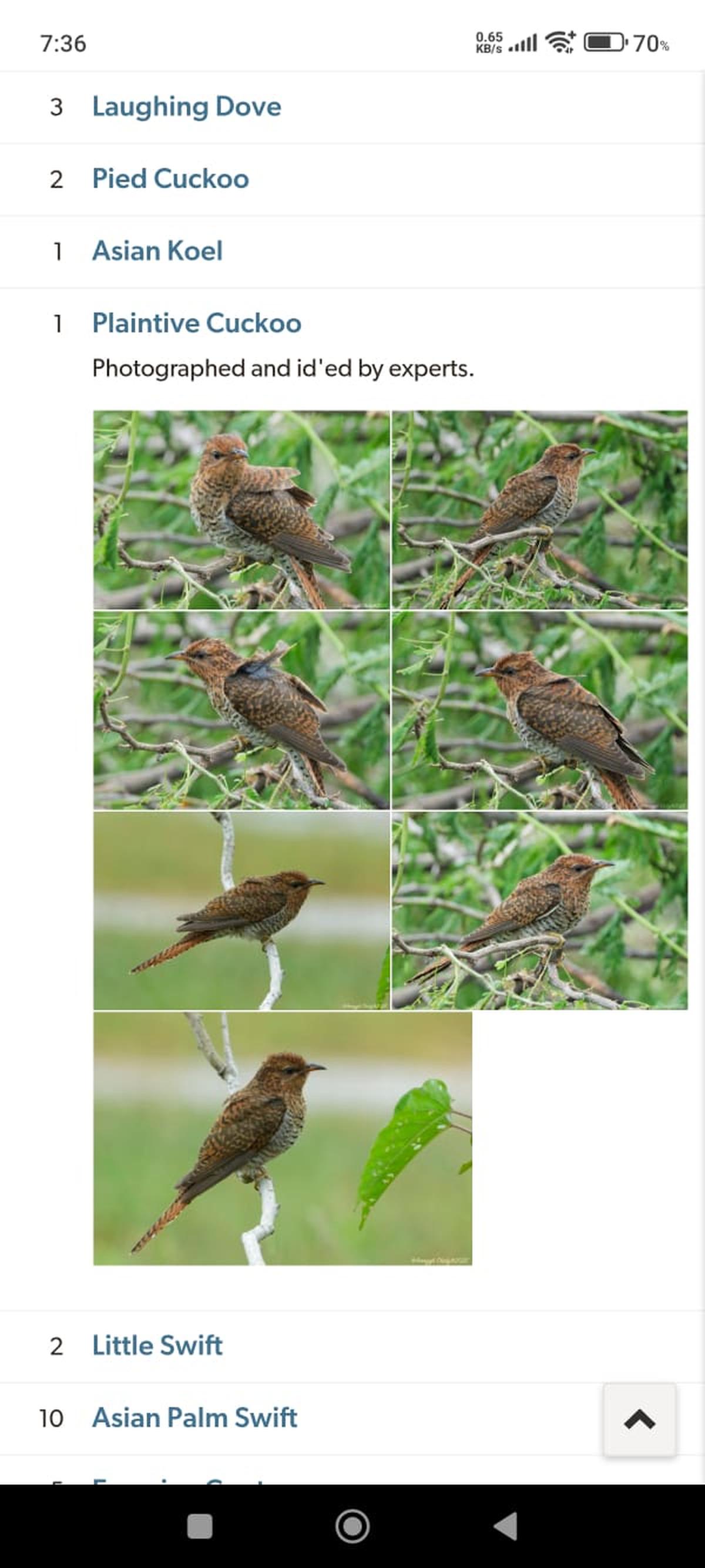 ईबर्ड पर ओडियुर झील में 30 नवंबर को वादी कोयल को देखने का रिकॉर्ड। 