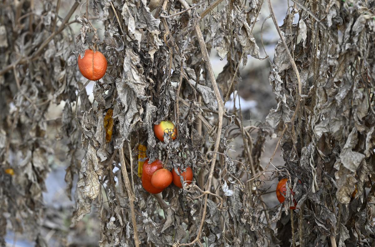 Tanaman tomat layu di bawah panas terik di Melkote di distrik Mandya, Karnataka.  