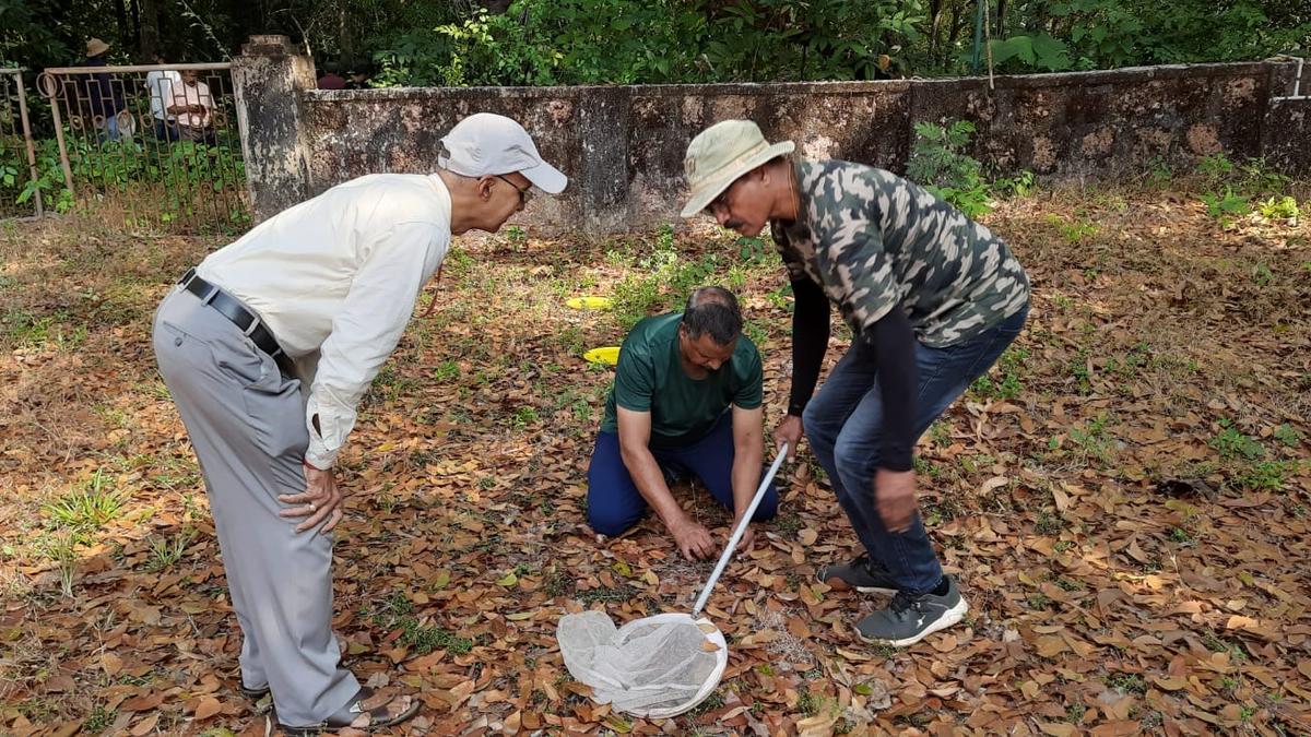 Zoological Survey of India scientists sight mountain skink on Mangalore University campus