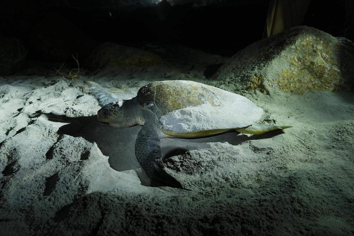 An olive ridley turtle nesting close to the Thottappally harbour in Alappuzha in February this year.