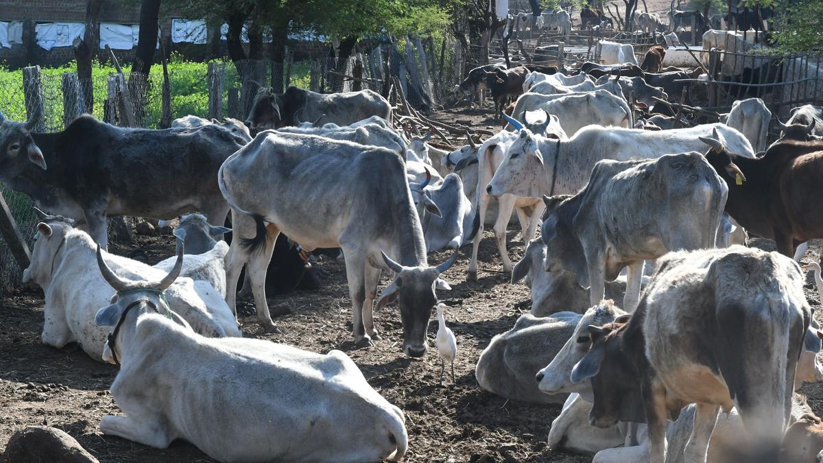 24 held for killing cows and oxen in Madhya Pradesh; police say conspiracy to slaughter them hatched in Nagpur