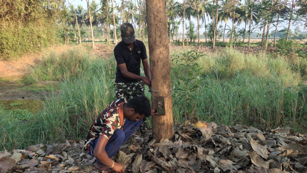 Search for leopard continues along water courses