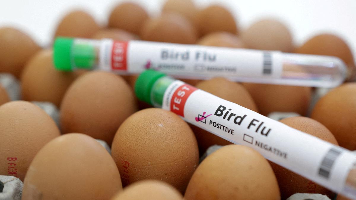 Des poulets génétiquement modifiés pourraient stopper la grippe aviaire