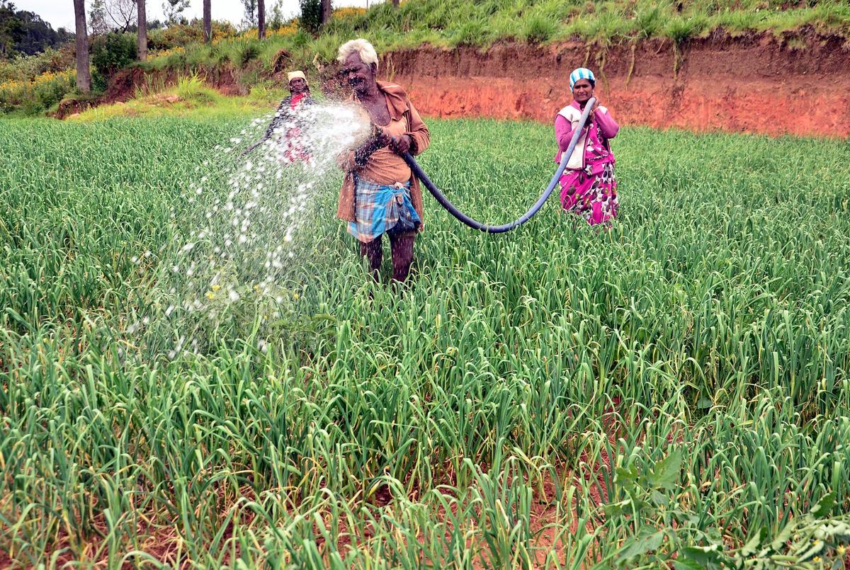 A farmer irrigating a garlic field