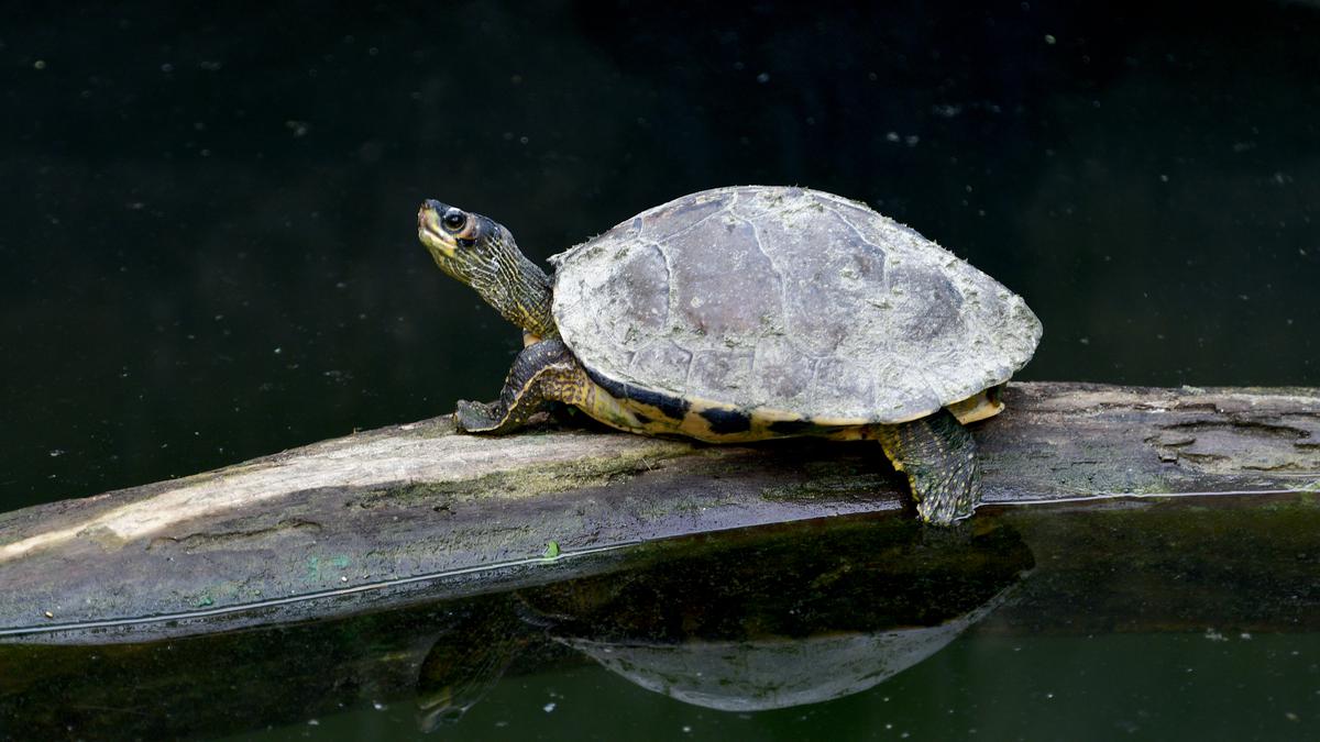 A thousand turtles to be released for a cleaner Ganga at Varanasi