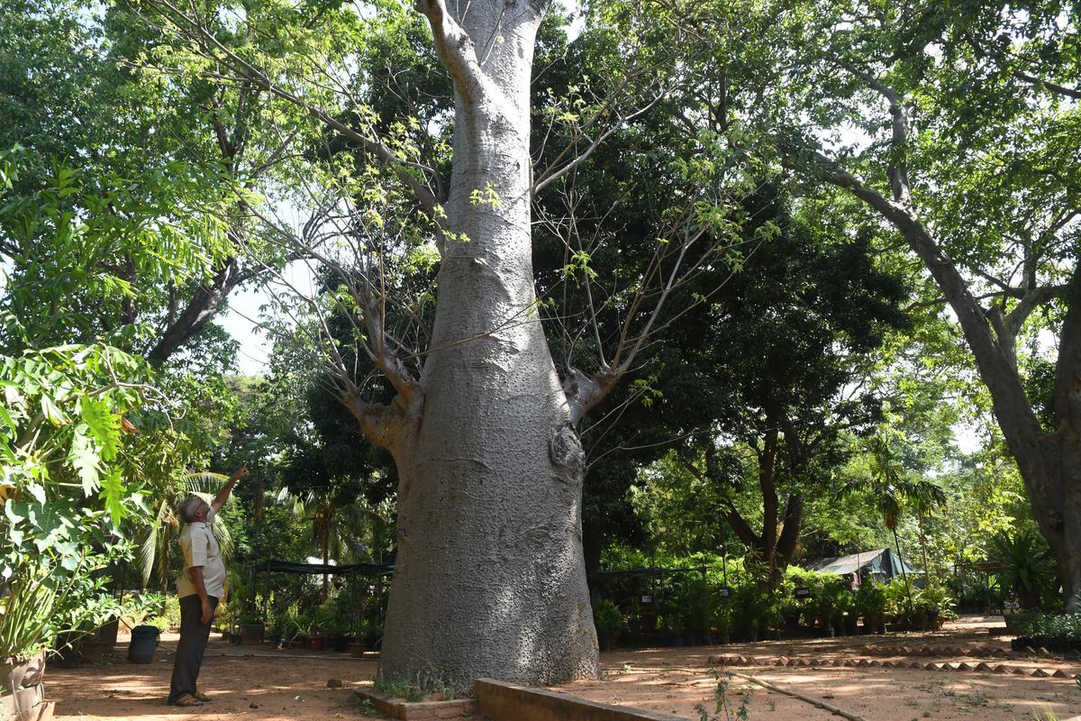 A view of the African Baobabs tree  at the  Department of Horticulture and Plantation Crops . 