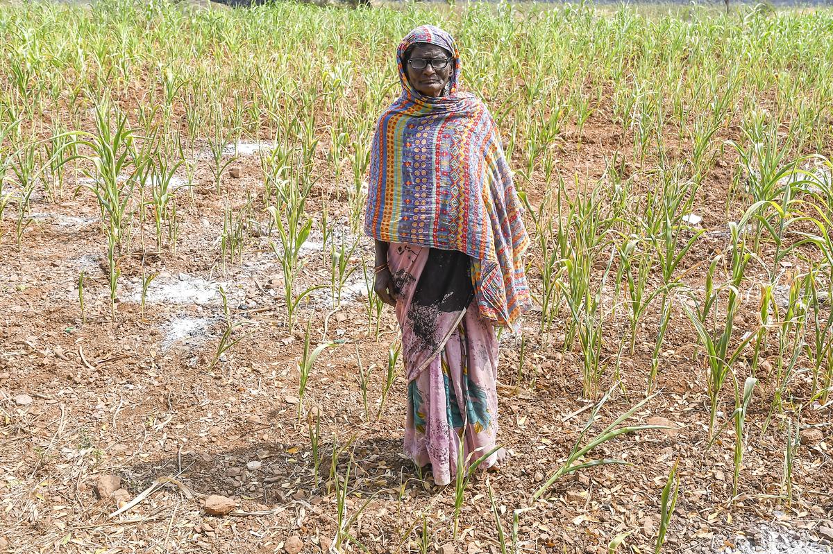 Grief-stricken: Shaikh Khadijah, 60, mourns the loss of her son Shaikh Latif, 30, a tenant farmer from Mochi Pimpalgaon, who took his life last month.