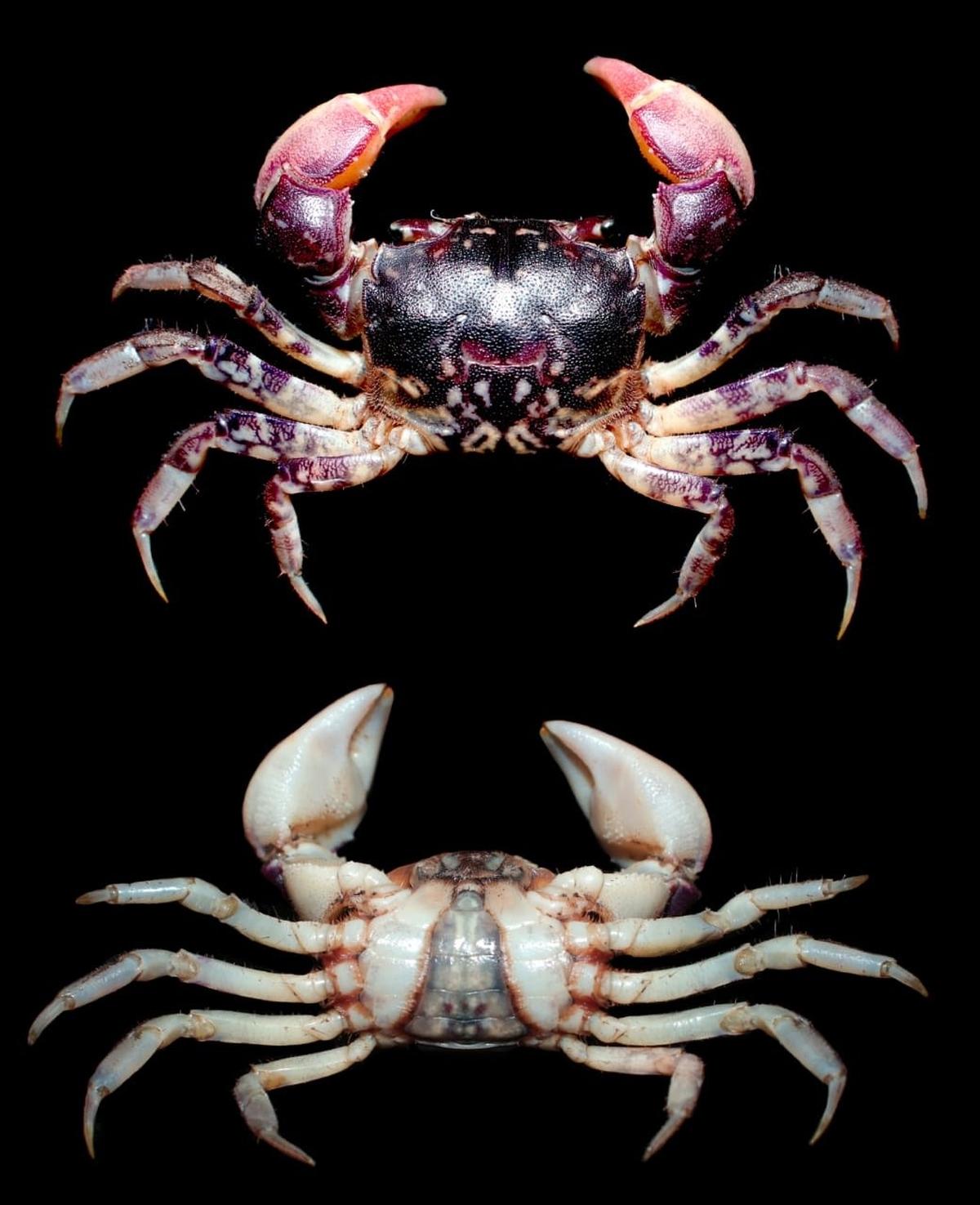 New species of estuarine crab discovered in Vellar river estuary