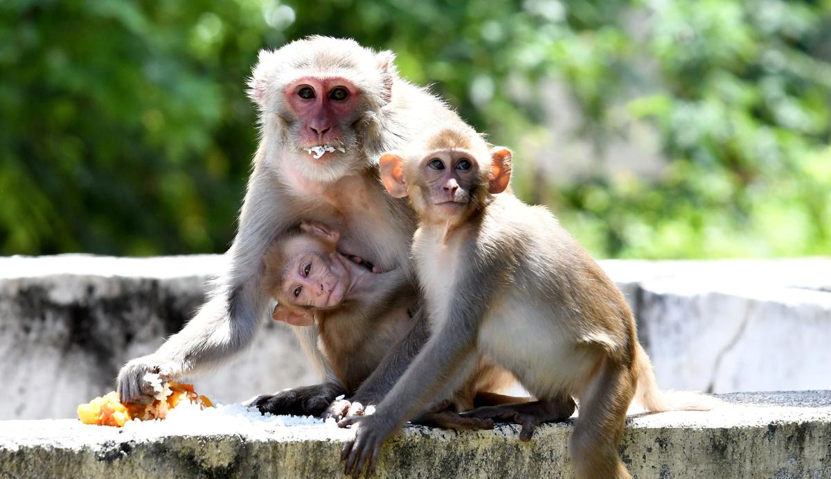 Hyderabad civic body in a fix over monkey menace - The Hindu