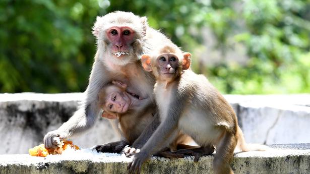 Hyderabad civic body in a fix over monkey menace