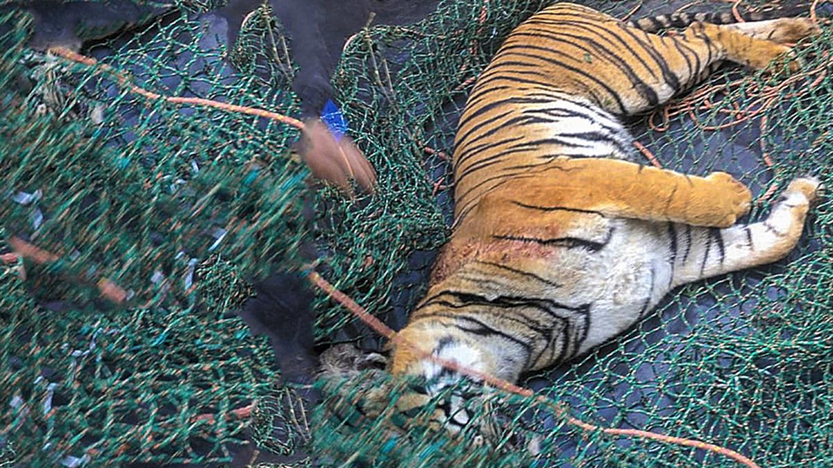 National Tiger Conservation Authority seeks report on tiger death in Kerala’s Wayanad