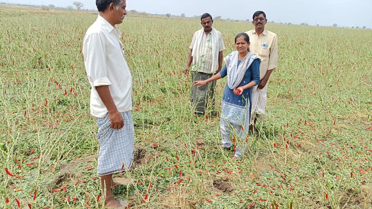 Hailstorm damages horticulture crops on 5,557 hectares in Anantapur, Nandyal districts