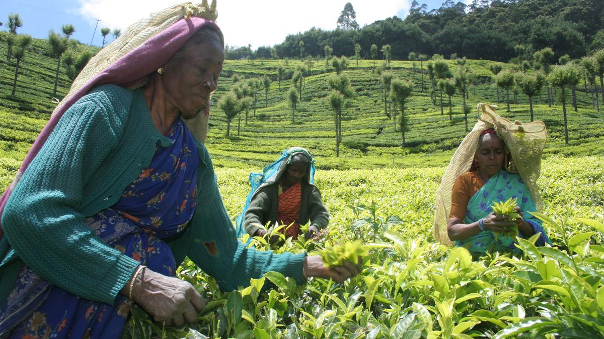 Tea Board seeks details of labourers working in small tea estates of