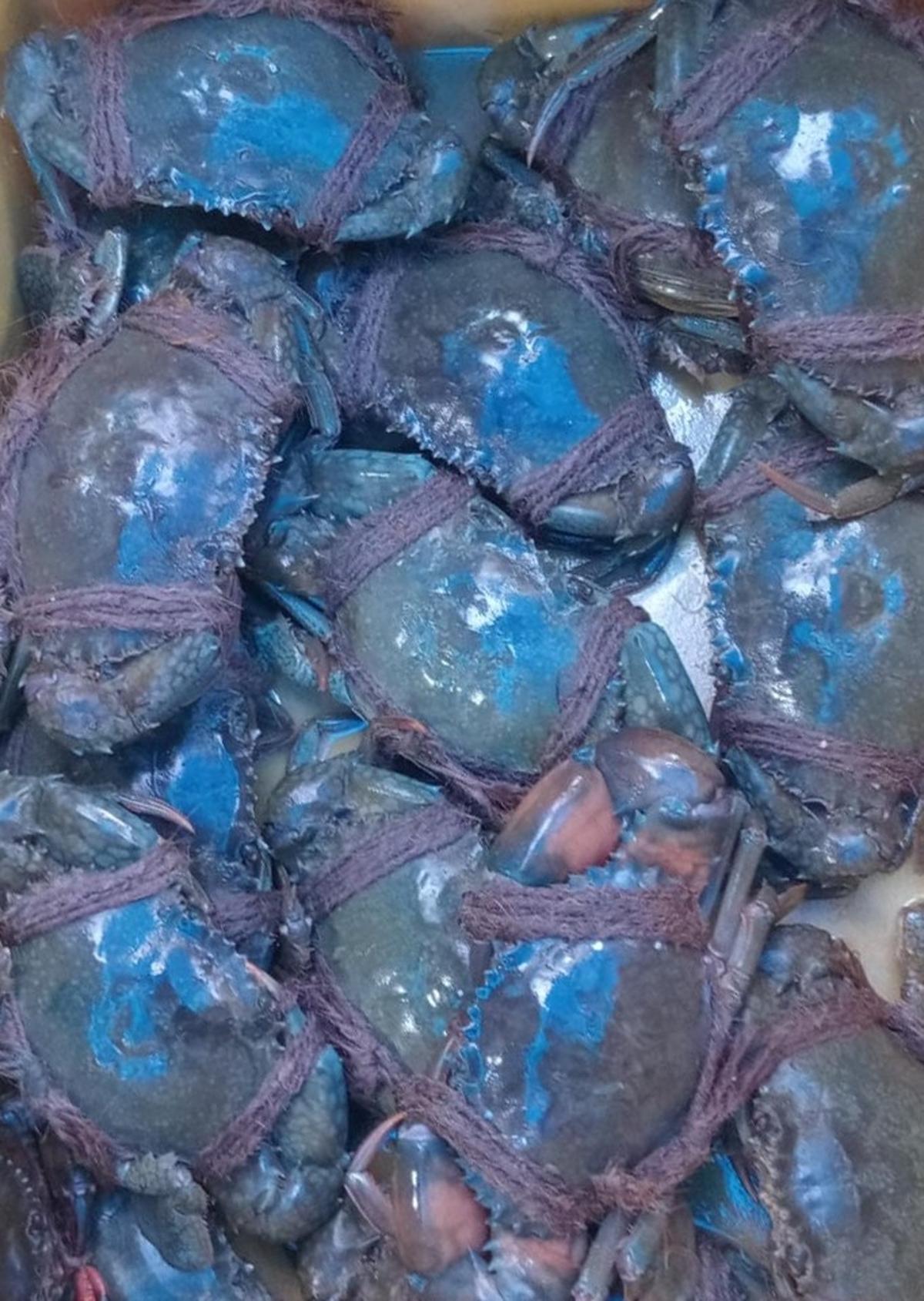 Crabs up for Grabs at a Fish Market in Vijayawada. Crabs up for Grabs at a Fish Market in Vijayawada.