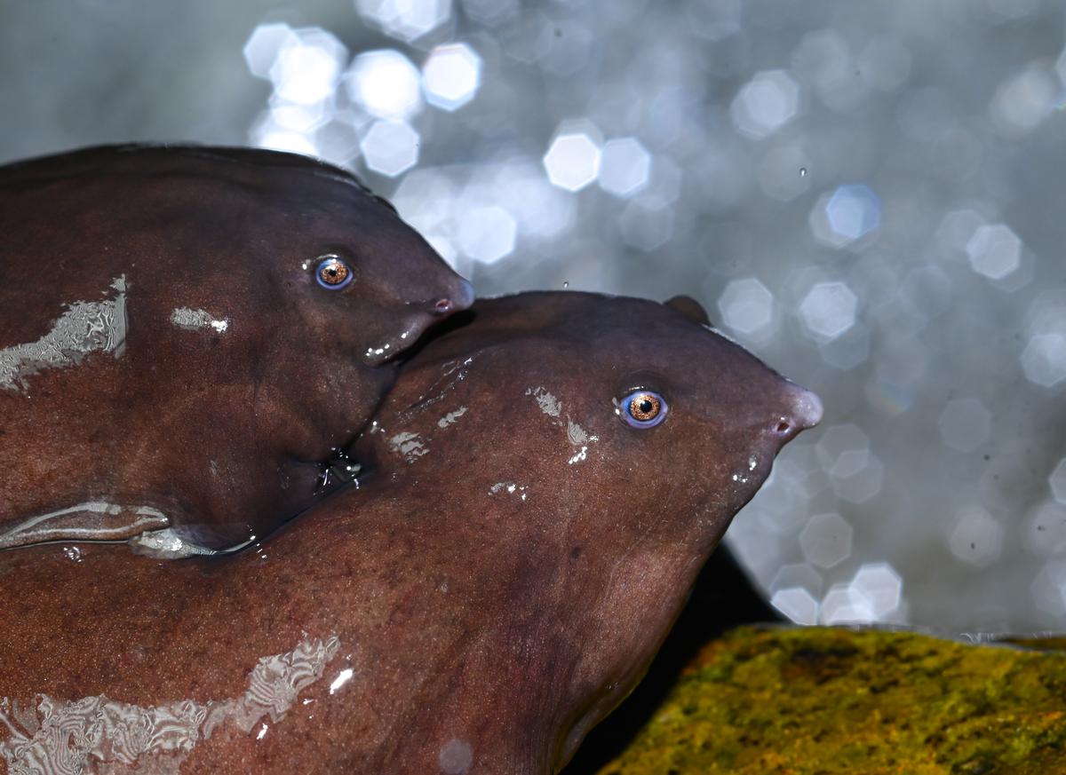 It has shiny, purple skin and a distinctive light blue ring around its eyes