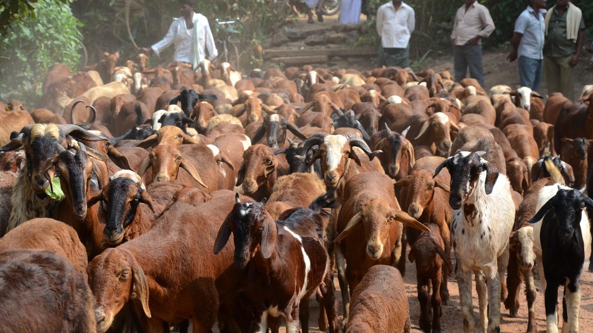 Traders cash in on high demand for sheep ahead of Dasara festival in north coastal Andhra Pradesh