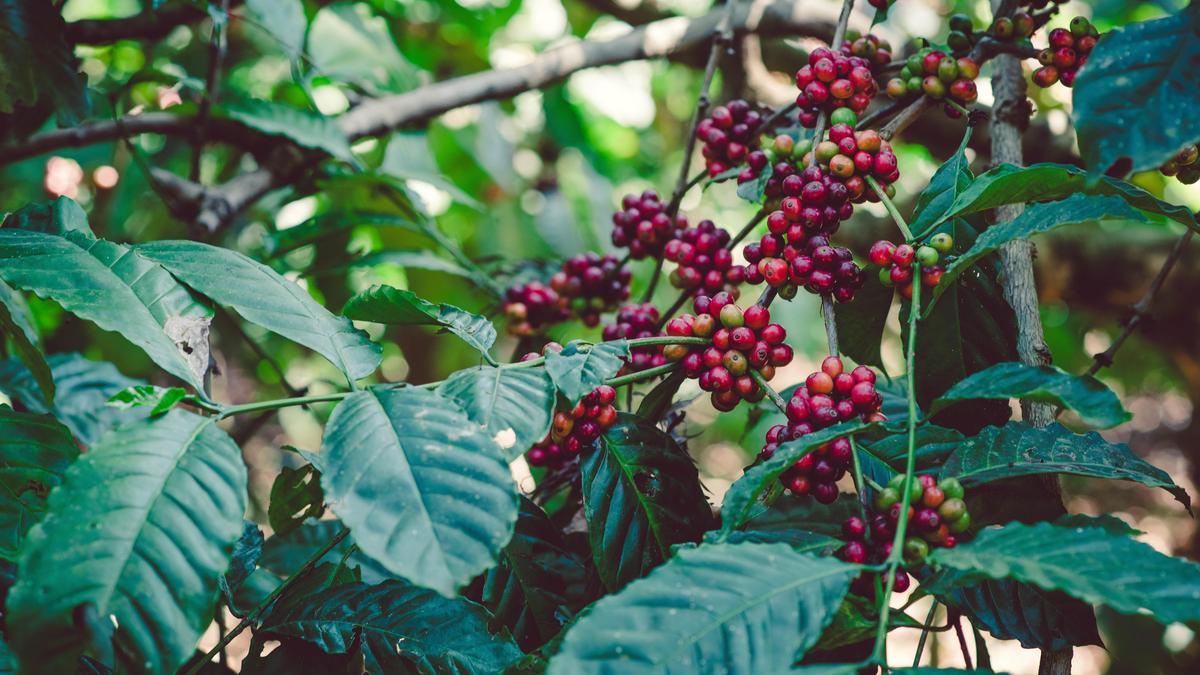 Measuring Coorg in coffee spoons: Review of Kavery Nambisan’s book, ‘Cherry Red, Cherry Black: The Story of Coffee in India’