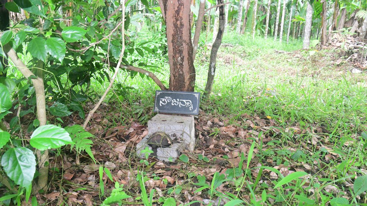 ‘Soujanya case practically a closed one unless apex court intervenes’