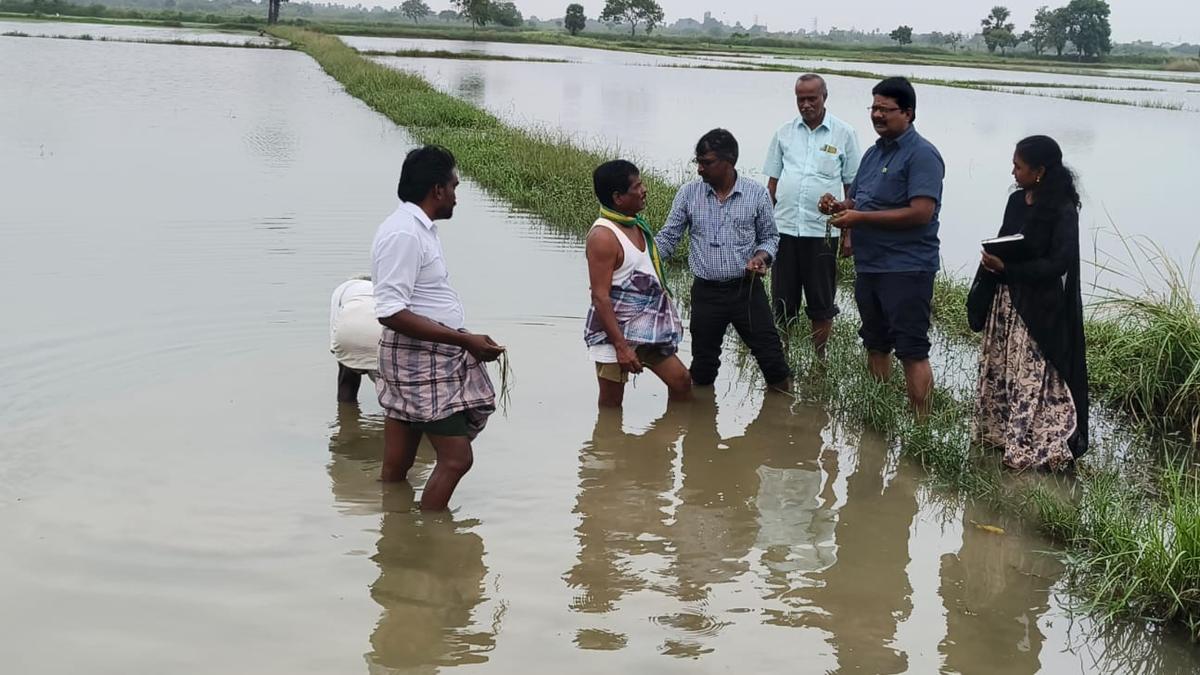 After protests, Tamil Nadu government relaxes norms for app-based GPS verification of crop damage